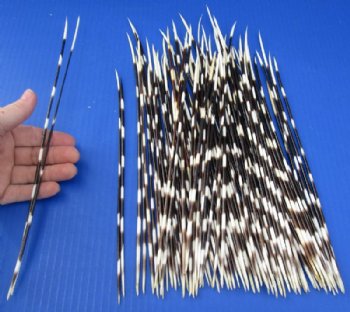10 to 14 inch African Porcupine Quills (Hystrix africaeaustralis),100 piece lot for $70