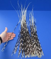 14 to 23 inch African Porcupine Quills (Hystrix africaeaustralis),100 piece lot - You are buying the quills pictured for $75