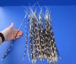 12 to 20 inch African Porcupine Quills (Hystrix africaeaustralis),100 piece lot for $70