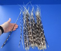 12 to 20 inch African Porcupine Quills (Hystrix africaeaustralis),100 piece lot - You are buying the quills pictured for $70