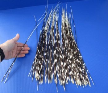 12 to 22 inch African Porcupine Quills (Hystrix africaeaustralis),100 piece lot for $70