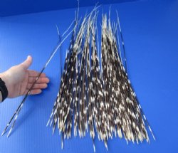 12 to 22 inch African Porcupine Quills (Hystrix africaeaustralis),100 piece lot for $70