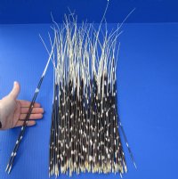 17 to 22 inch African Porcupine Quills (Hystrix africaeaustralis),100 piece lot - You are buying the quills pictured for $75