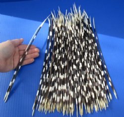 11 to 17 inch African Porcupine Quills (Hystrix africaeaustralis),100 piece lot for $70