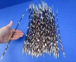 14 to 18 inch African Porcupine Quills (Hystrix africaeaustralis),100 piece lot for $70