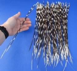 11 to 18 inch African Porcupine Quills (Hystrix africaeaustralis),100 piece lot for $70