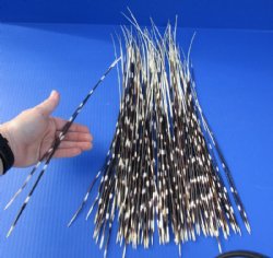 14 to 21 inch African Porcupine Quills (Hystrix africaeaustralis),100 piece lot for $75