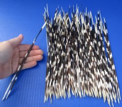 9 to 13 inch African Porcupine Quills (Hystrix africaeaustralis),100 piece lot for $70