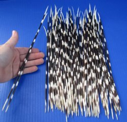 10 to 15 inch African Porcupine Quills (Hystrix africaeaustralis),100 piece lot for $70