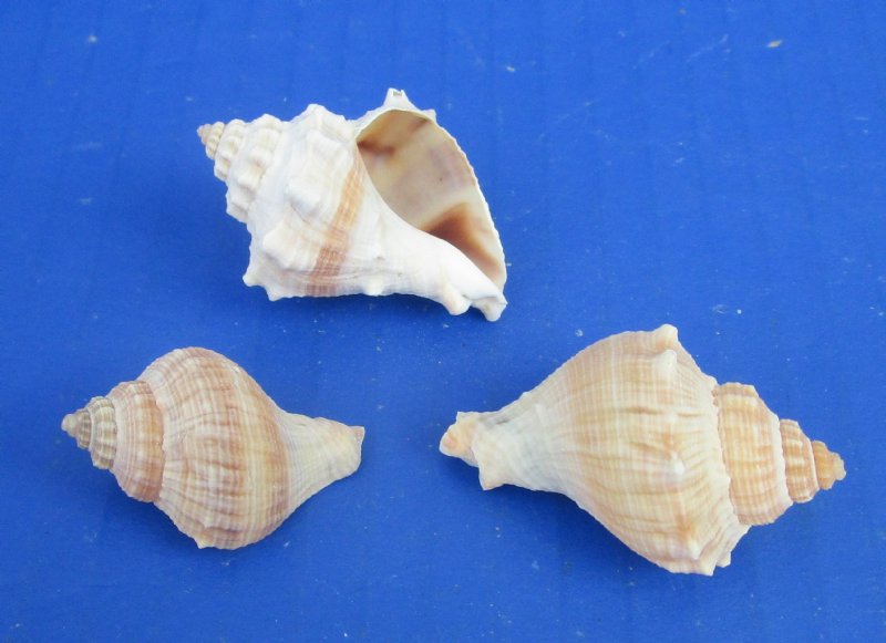 Wholesale Small Crown conch shells