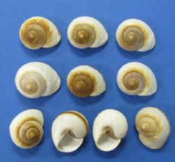 Wholesale Muffin Snail Shells 2-1/2" - 3 inches - 250 pcs @ $.35 each 