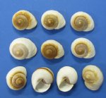 Wholesale Muffin Snail Shells Large Round Land Snail, large shells for hermit crabs 2-1/2" - 3 inches - Case of 250 pcs @ $.35 each 