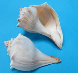 8 to 8-3/4 inches Wholesale Atlantic Whelk Shells, Knobbed Whelks - 12 pcs @ $4.00 each 