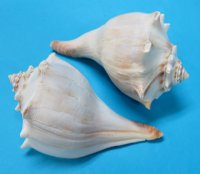 7-3/4 to 8-3/4 inches Wholesale Atlantic Whelk Shells, Knobbed Whelks - 12 pcs @ $4.00 each 