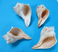 7-3/4 to 8-3/4 inches Wholesale Atlantic Whelk Shells, Knobbed Whelks - 12 pcs @ $4.00 each 