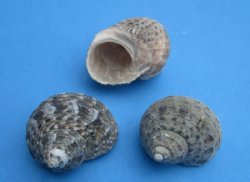 Wholesale Assorted Turbo shells - 1-1/4" to 1-1/2" - 144 pcs @ $.33 each; 432 pcs @ $.29 each