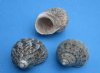 Wholesale Assorted Turbo shells for hermit crab, 1-1/4" to 1-1/2" - Packed: 144 pcs @ $.33 each; Packed: 432 pcs @ $.29 each
