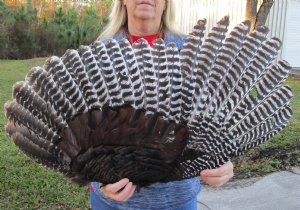 North American Turkey Wings Hand Picked Pricing