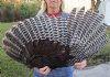 North American Turkey Wings Hand Picked Pricing