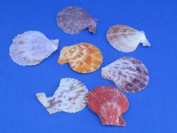 Wholesale pretty pecten nobilis scallop shells 1-3/4" - 2-1/2" - 20 gallons @ $5.75 per gallon