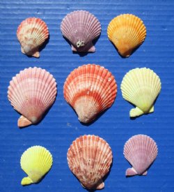 Wholesale colorful pecten nobilis scallop shells 1-3/4" - 2-1/2" - 20 gallons @ $5.75 per gallon