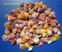 Wholesale colorful pecten nobilis scallop shells 1-3/4" - 2-1/2" - $6.75 per gallon