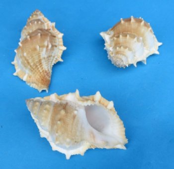 Wholesale 2-1/8" to 3-1/2" Bursa Rana, Medium Hermit Crab Shells - 25 pcs @ $.25 each; 250 pcs @ $.225 each 