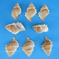 Wholesale Bursa Rana, Small Hermit Crab Shells 1-1/2 to 2-1/8 inches - 100 pcs @ $.10 each; 1000 pcs @ $.09 each 