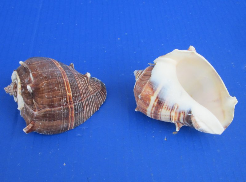 Florida King Crown Conch Shell ~ 1-1/2"-2" 2 Shells 