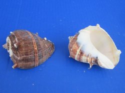 Wholesale King Crown conch shells 3 inches to 3-1/2 inches - 12 pcs @ $1.05 each; 60 pcs @ $.94 each