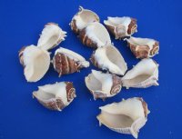 Wholesale King Crown conch shells 3 inches to 3-1/2 inches - 12 pcs @ $1.05 each; 60 pcs @ $.94 each
