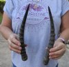 Matching Pair of Blesbok horns, 11 and 11-1/2 inches. You are buying the 2 horns shown for $26