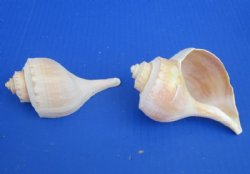 Wholesale Channel Whelk shells 4 to 4-3/4 inches - 12 pcs @ $.65 each