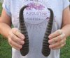 Matching pair of Male Springbok horns measuring 9 inches - You are buying the 2 horns shown for $23/lot