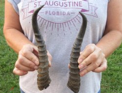 Matching pair of Male Springbok horns measuring 9-1/2 inches for $23/lot