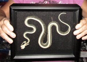 Framed Real Skeletons, Real Skulls Wall Decor