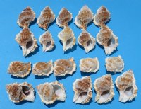 Wholesale 2-1/2" to 3-1/2" Bursa Rana Shells for hermit crabs - 16 pcs @ $.30 each; 192 pcs @ $.26 each 