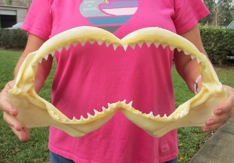 151/2 inch wide Bull Shark Jaw (Carcharhinus leucas)