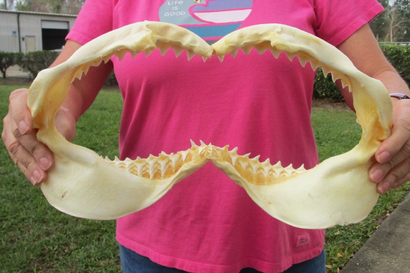 15-1/2 inch wide Bull Shark Jaw (Carcharhinus leucas)