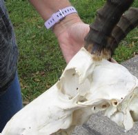 Grade B Wholesale Blesbok Skulls with Horns (with damage) - $50 each; <font color=red> *Sale*</font> 5 or more @ $35.00 each