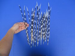 25 piece Thin African Porcupine Quills 9 to 14 inches - $20/lot