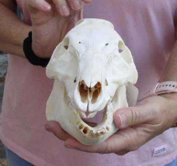 Buy this Wild Boar Skull 9-1/2 inches for $40