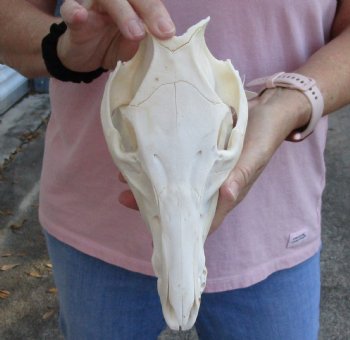 Buy this Wild Boar Skull 9-1/2 inches for $40