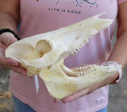Buy this Wild Boar Skull 10 inches for $40