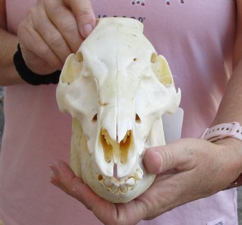 Buy this Wild Boar Skull 10 inches for $40