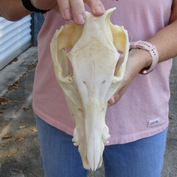 Buy this Wild Boar Skull 10-1/2 inches for $40