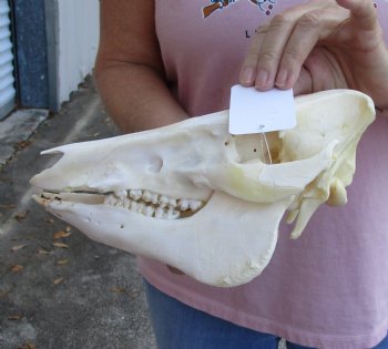 Buy this Wild Boar Skull 10-1/2 inches for $40