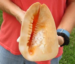 Beautiful 7-1/2 inch Yellow Helmet, Horned Helmet Shell For Sale for $13