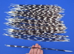 12 to 15 inch African Porcupine Quills (Hystrix africaeaustralis), 100 piece lot for $70