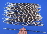 12 to 15 inch African Porcupine Quills (Hystrix africaeaustralis), 100 piece lot - You are buying the quills pictured for $70